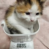 メインクーン