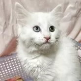 メインクーン【東京都・女の子・2025年10月7日・超レア白いオッドアイの女の子です。】の写真5