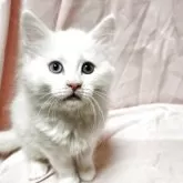 メインクーン【東京都・女の子・2025年10月7日・超レア白いオッドアイの女の子です。】の写真7