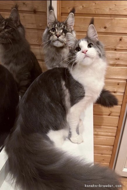 クリミアからやってきた猫達｜平塚　晴美(ひらつか　はるみ)ブリーダー(栃木県・メインクーンなど・CFA/TICA/TICA国内ブランチ/CFA国内クラブ登録)の紹介写真2