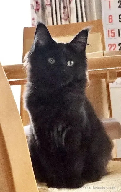 大吉 様のお迎えした子猫