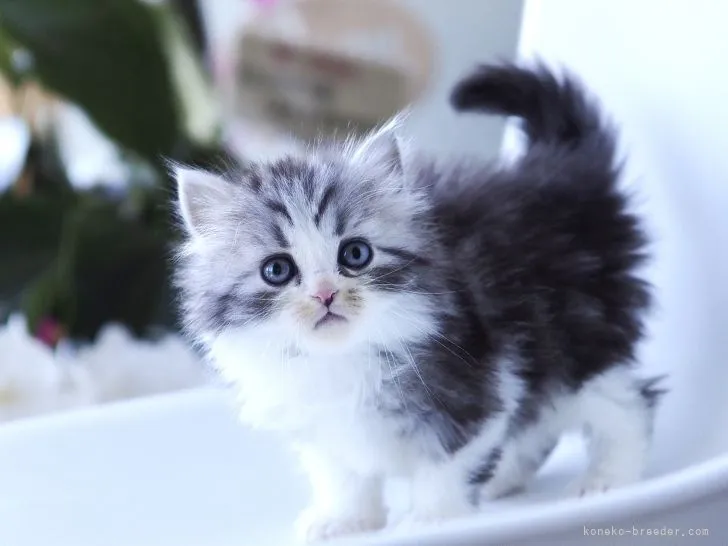 ID：2104-01571の子猫