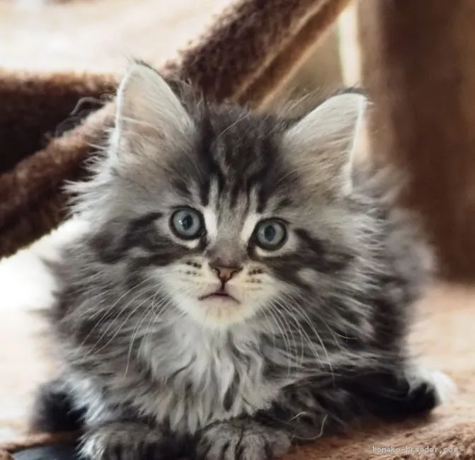 ID:2003-01790の子猫