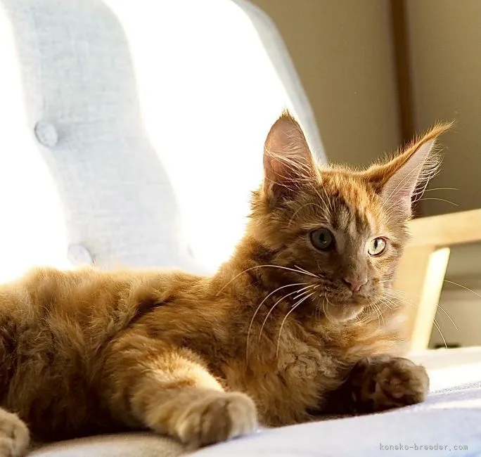 ID:2109-00221の子猫