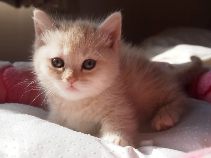 ID:1401-00185の子猫