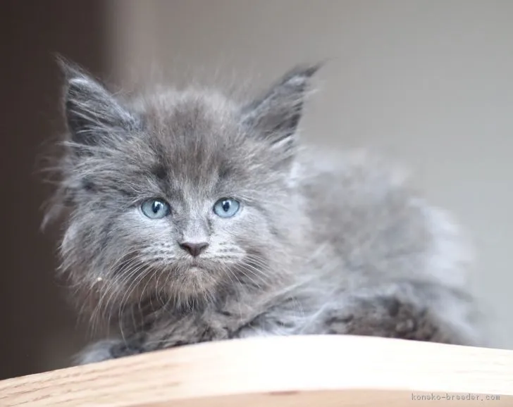 ID：1812-00279の子猫