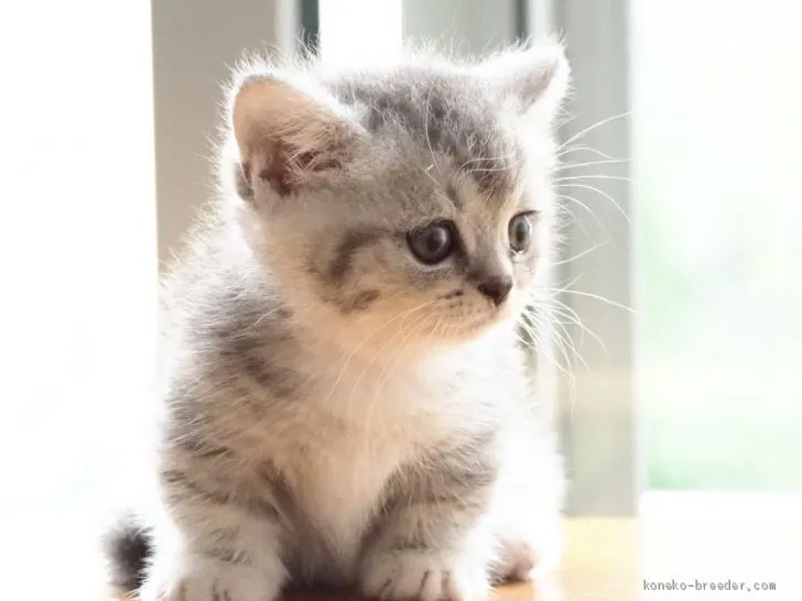 ID：1906-00489の子猫