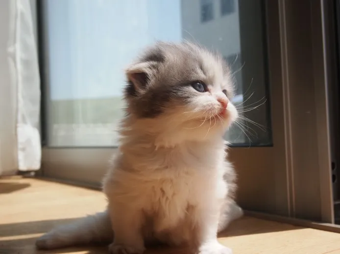 ID：1305-00064の子猫