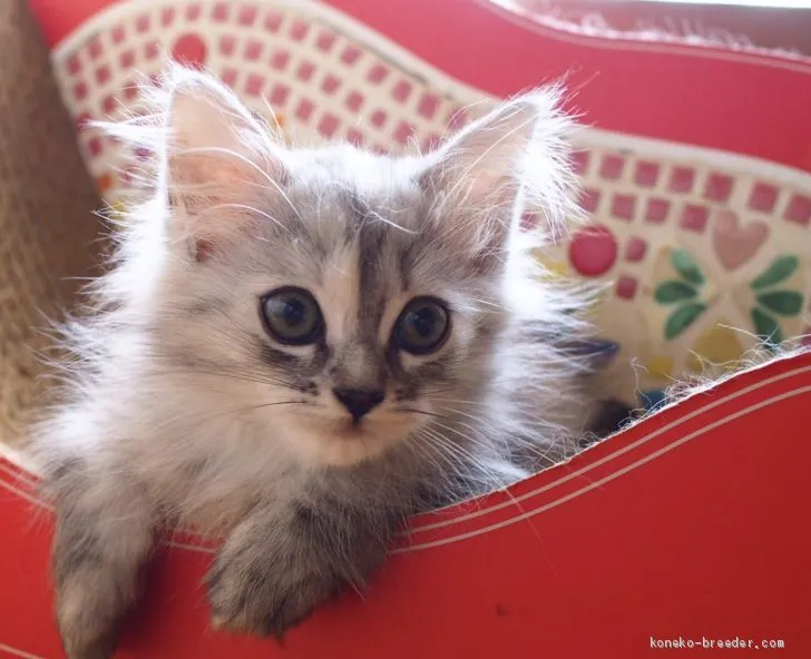 ID:1909-00948の子猫