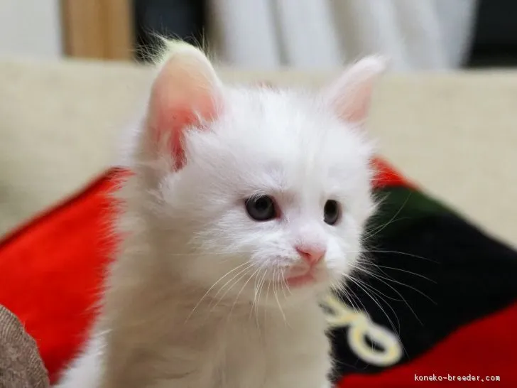 ID：1904-01303の子猫