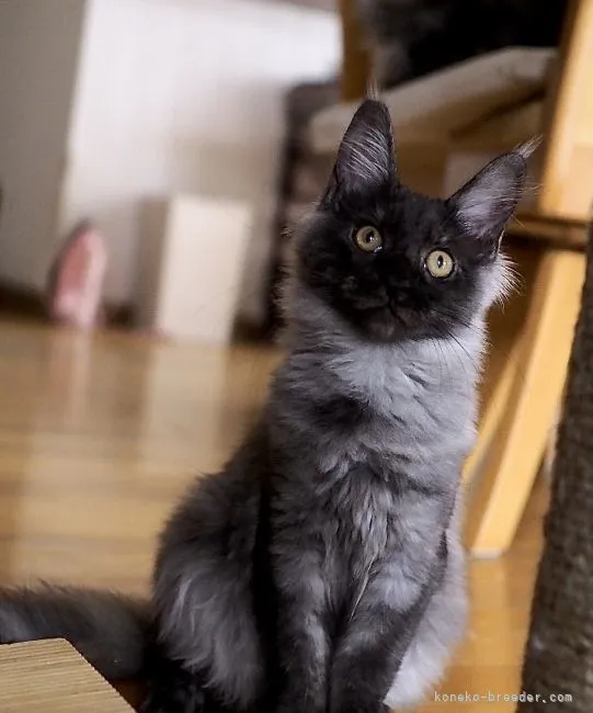 ID：2107-02796の子猫