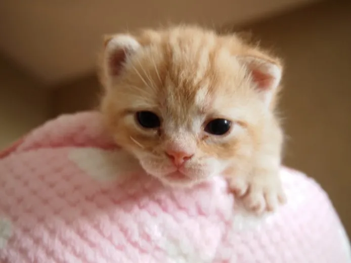 ID：1307-00066の子猫