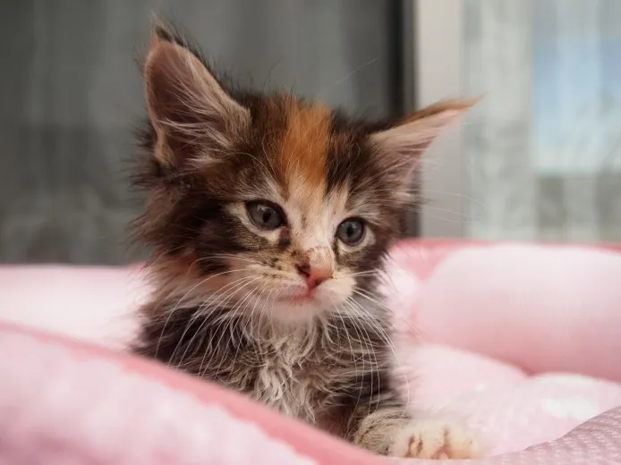 ID：1310-00125の子猫