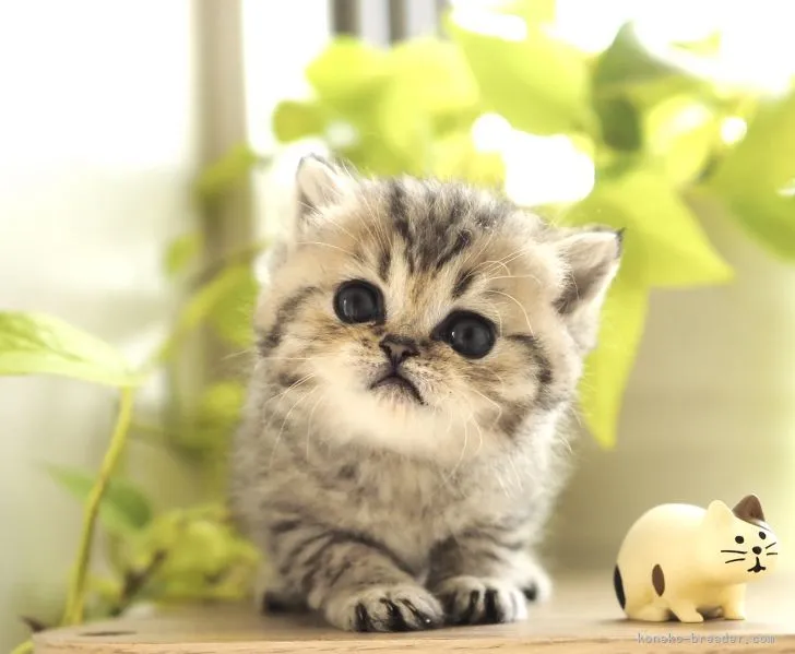 ID：2103-01078の子猫