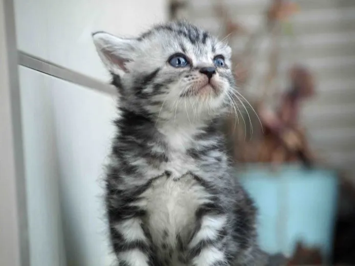 ID：1405-00222の子猫