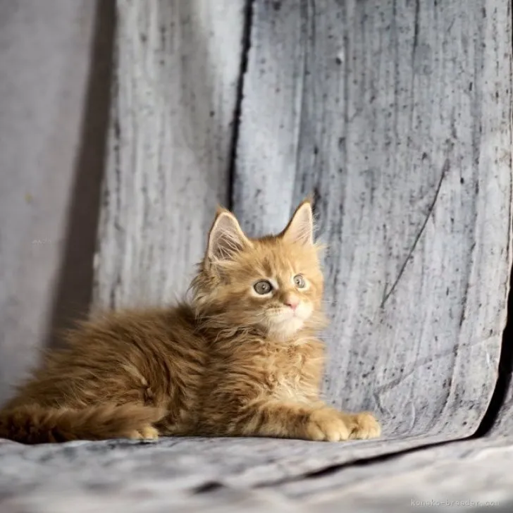 ID：2309-01459の子猫