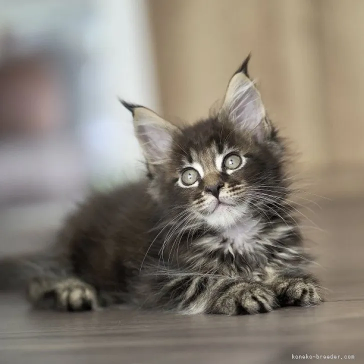 ID：2307-03564の子猫