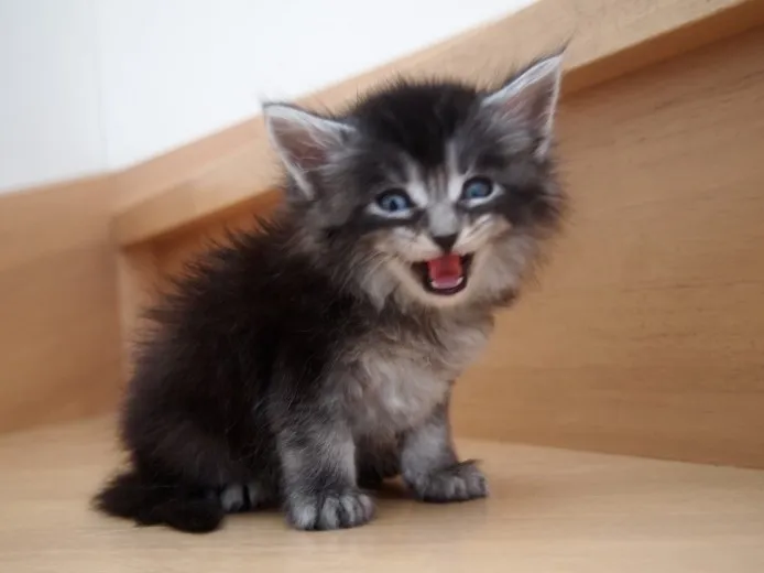 ID:1305-00020の子猫