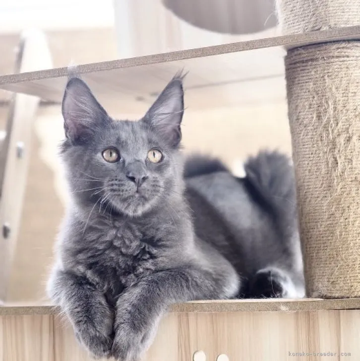 ID:2305-01744の子猫