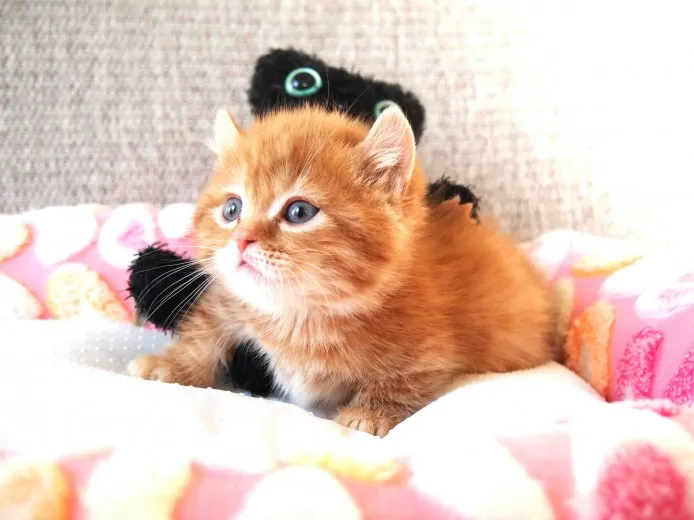 ID：1401-00001の子猫