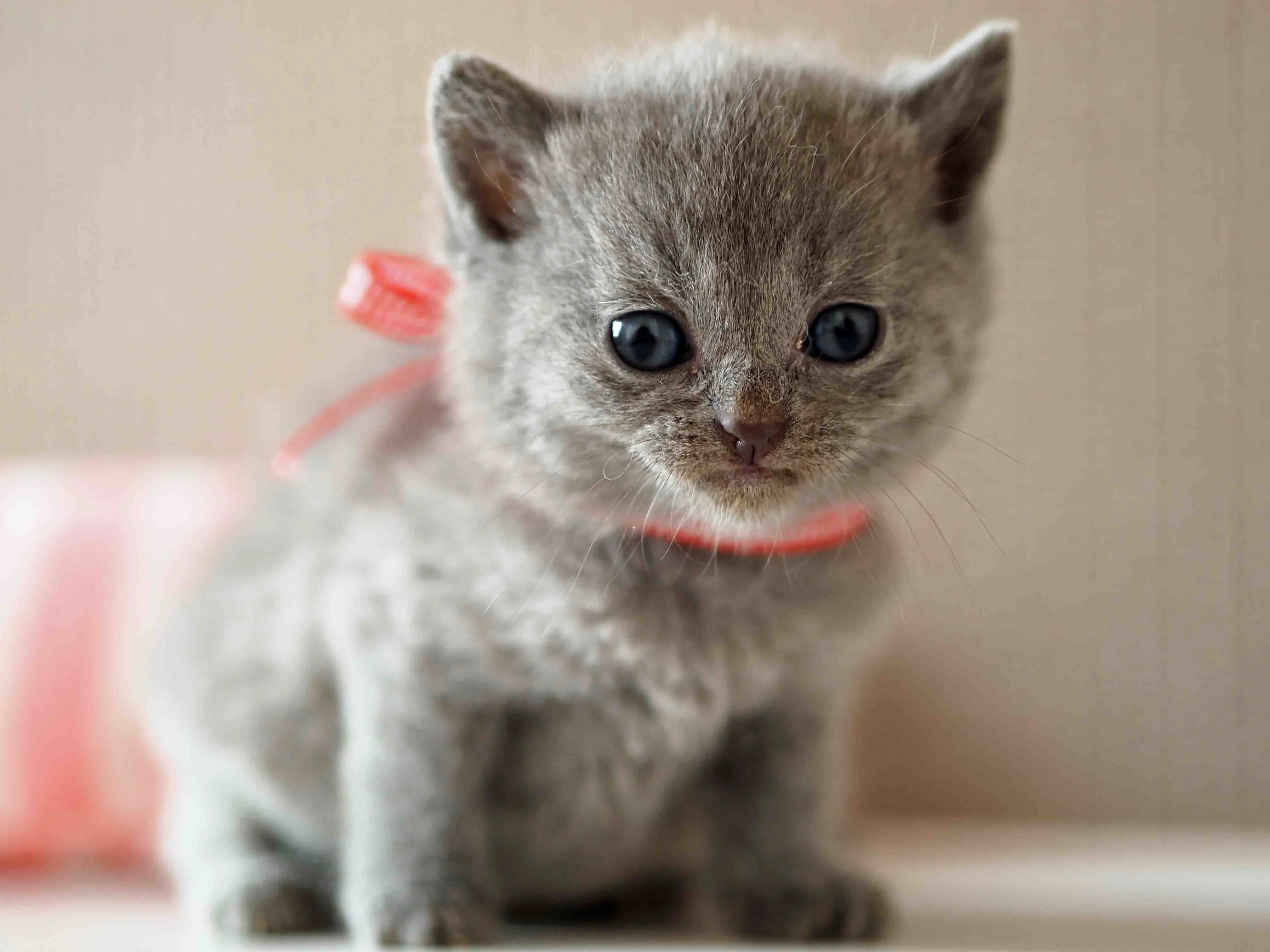 ID：1603-00628の子猫