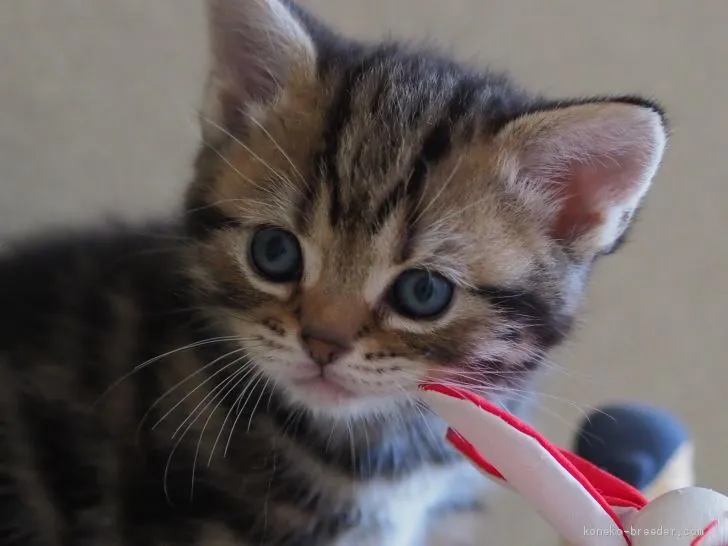 ID：1905-00391の子猫