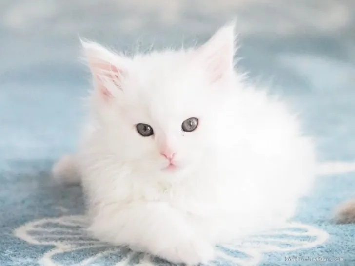 ID：2003-00119の子猫