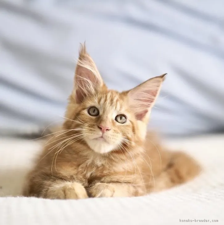 ID：2307-02201の子猫