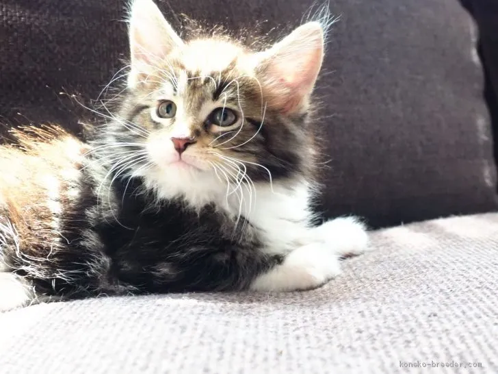 ID:1906-01280の子猫