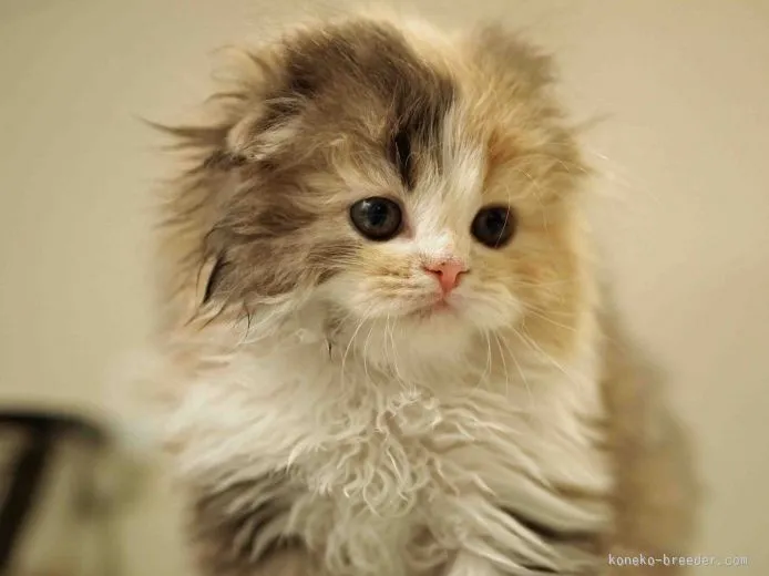 まみりん 様のお迎えした子猫