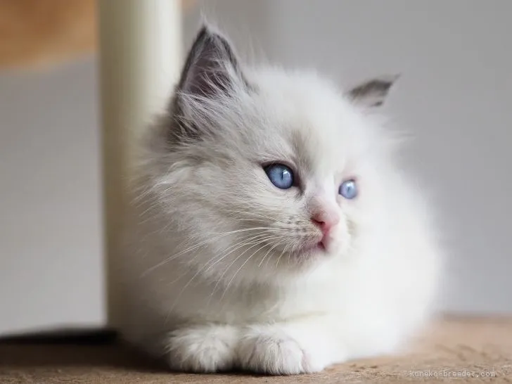 ID：2011-00130の子猫