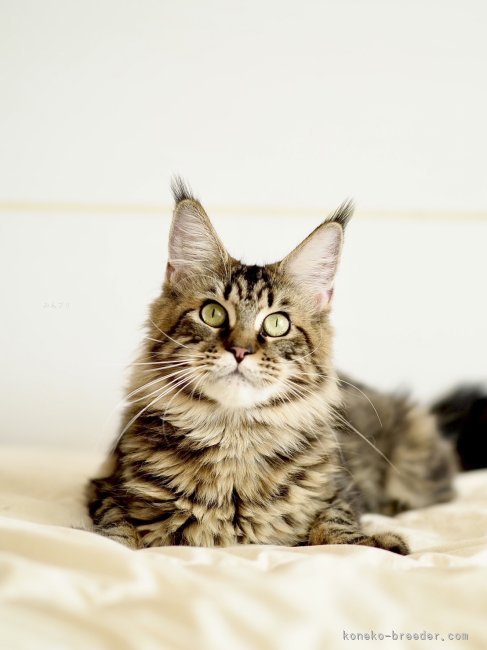 メインクーン【・女の子・2024年7月3日・ブラウンクラッシックタビー】