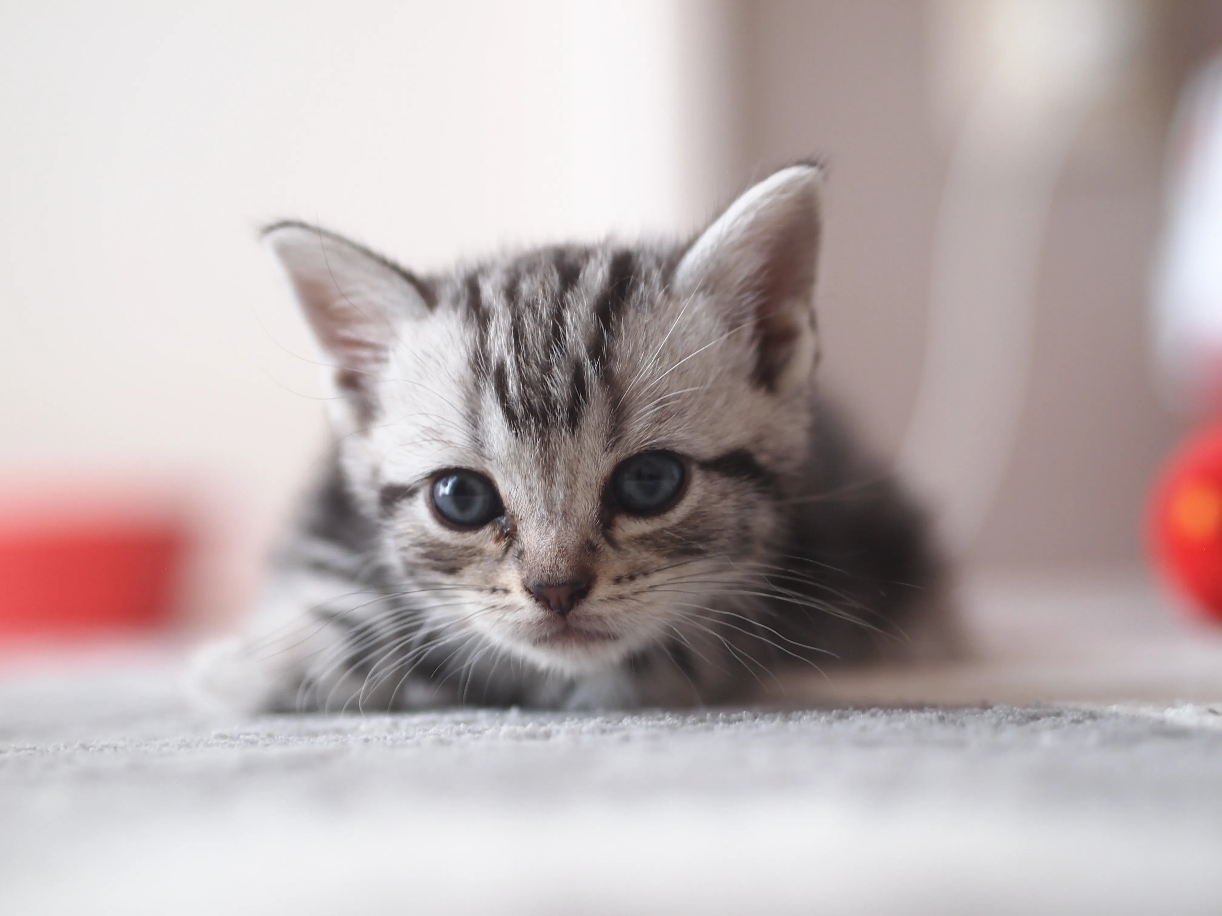 ID：1607-00048の子猫