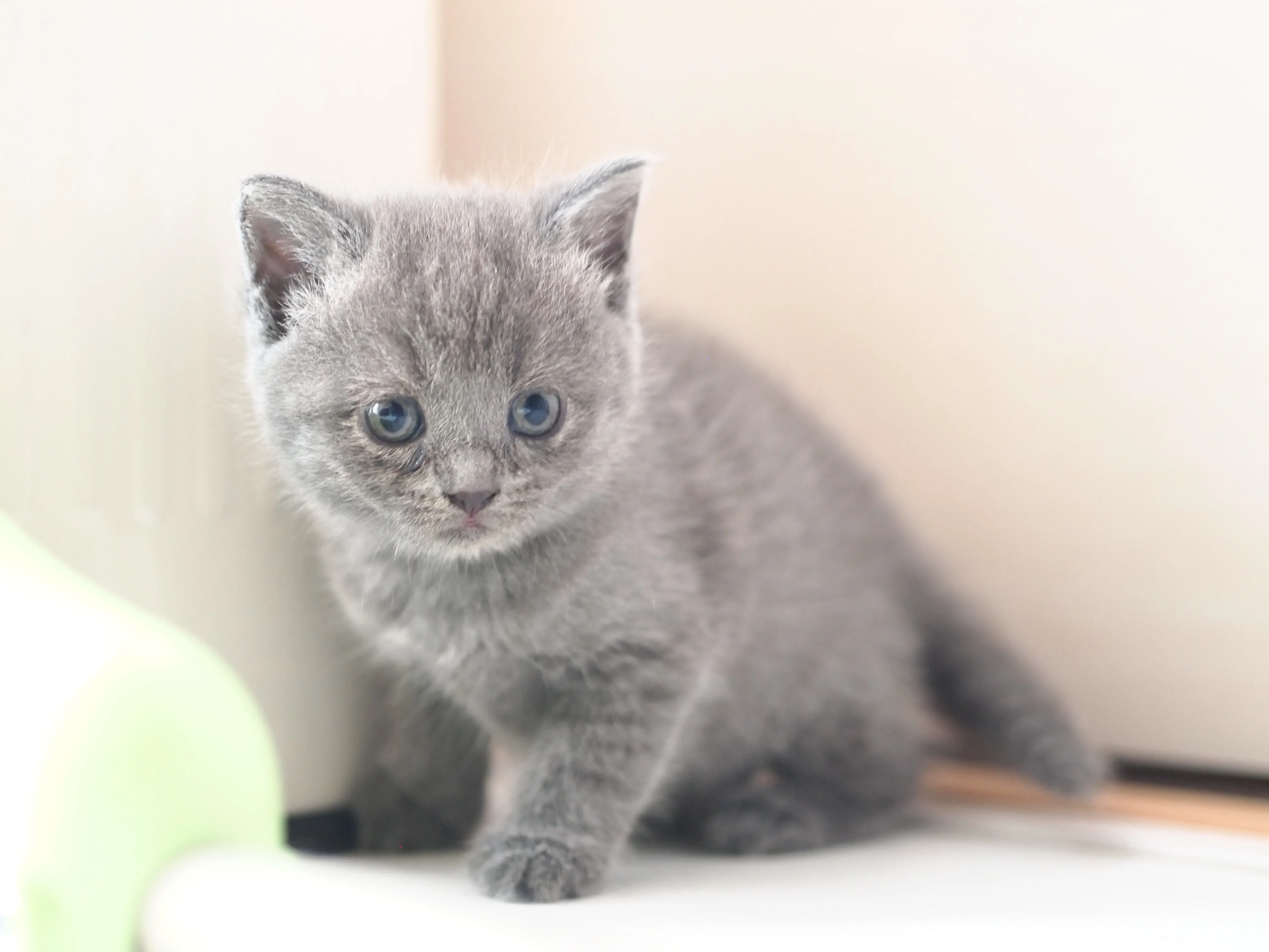 かる 様のお迎えした子猫