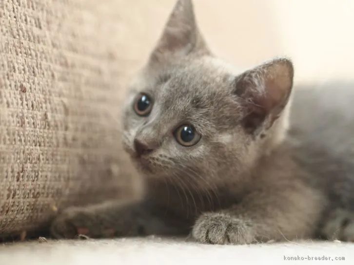 くるみ 様のお迎えした子猫