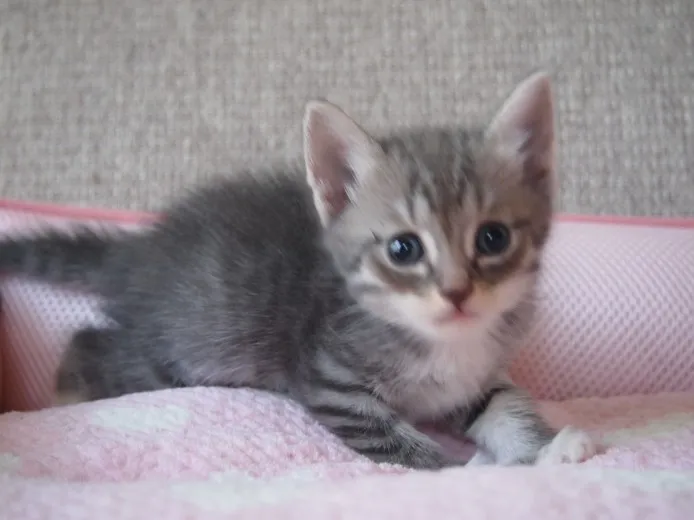 ID:1308-00216の子猫