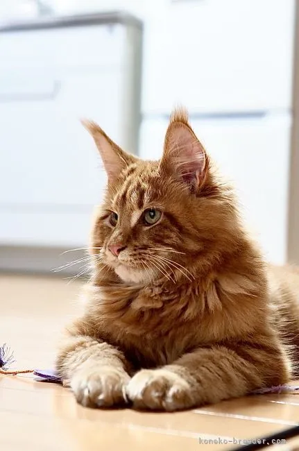 むらどー 様のお迎えした子猫