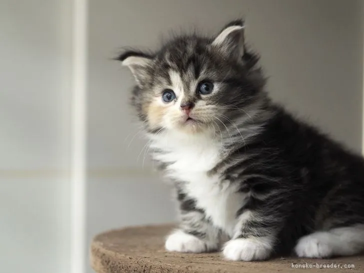 ID：2107-01377の子猫