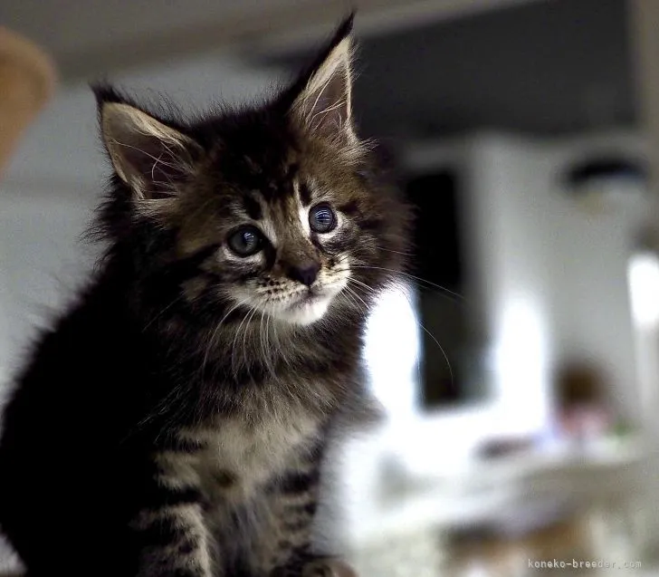 ID：2105-00507の子猫