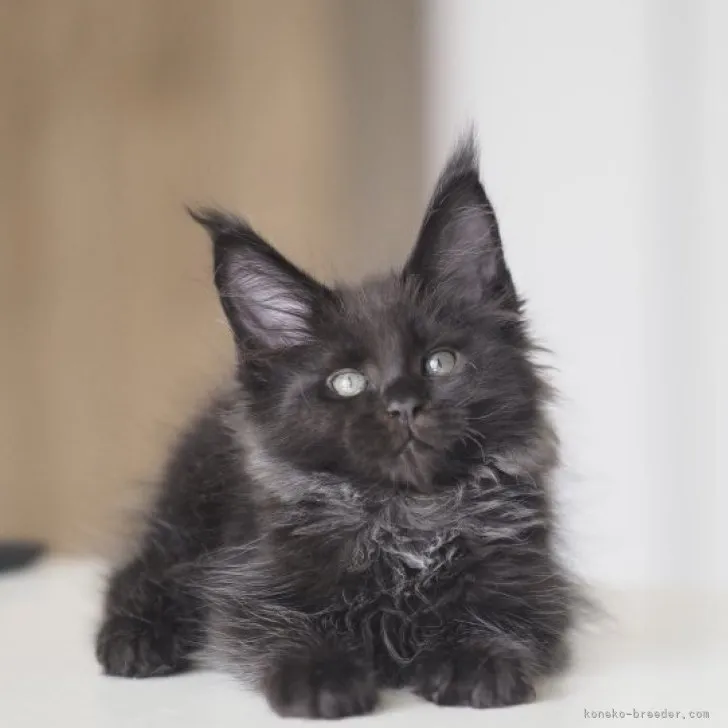 ID：2306-02249の子猫