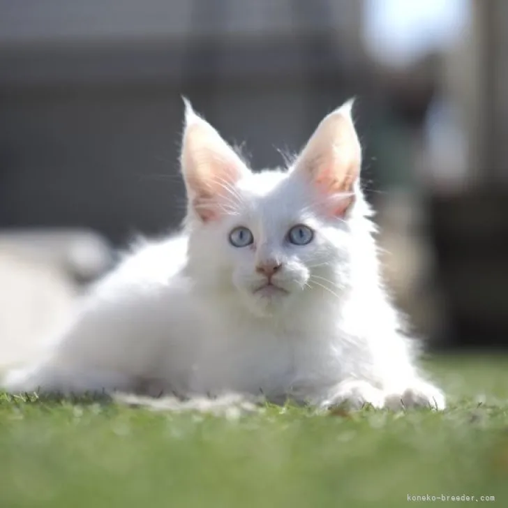 湯ばぁば 様のお迎えした子猫