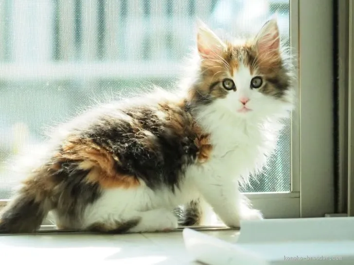 ID：2003-00116の子猫