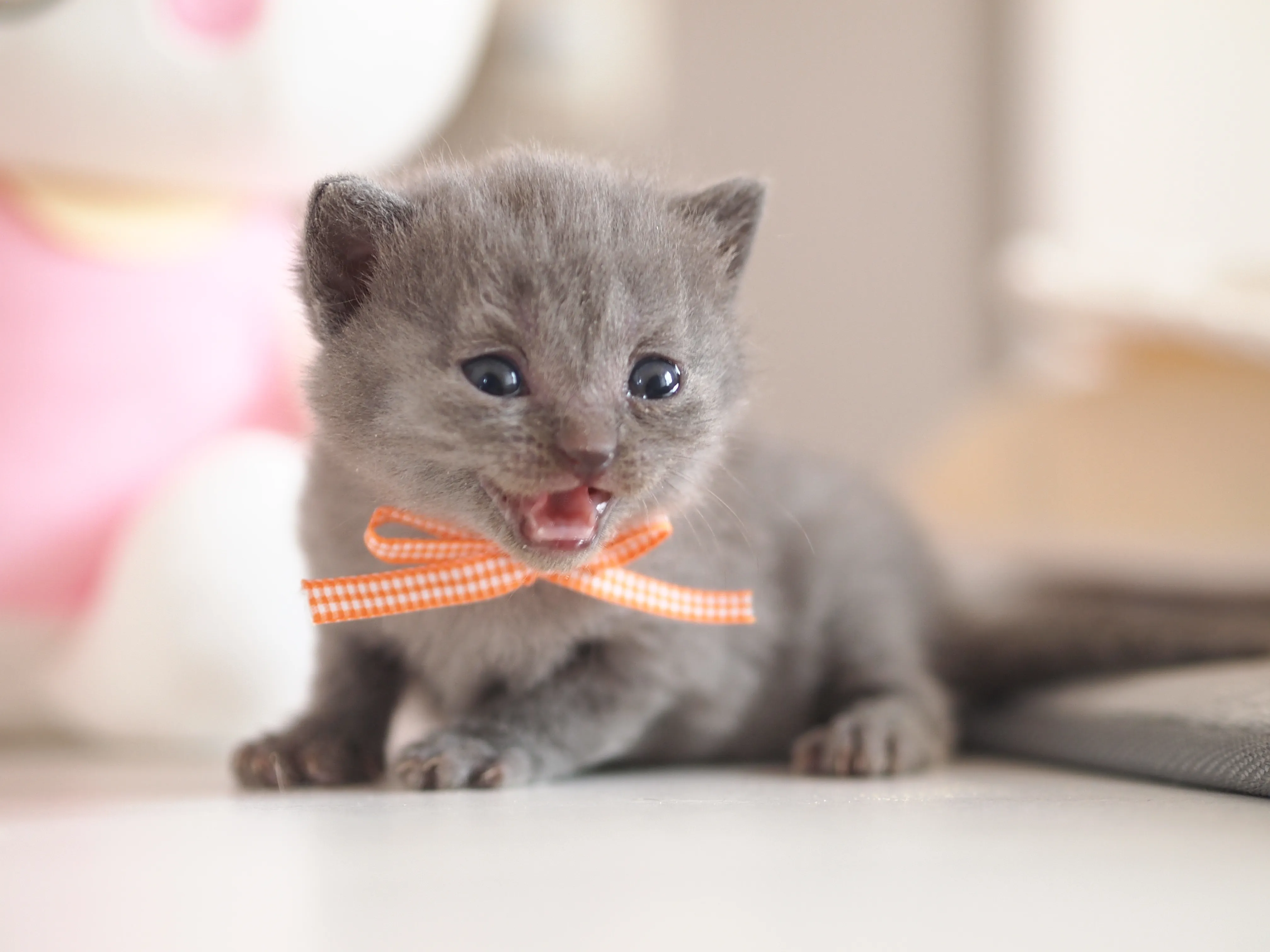 ID：1603-00627の子猫