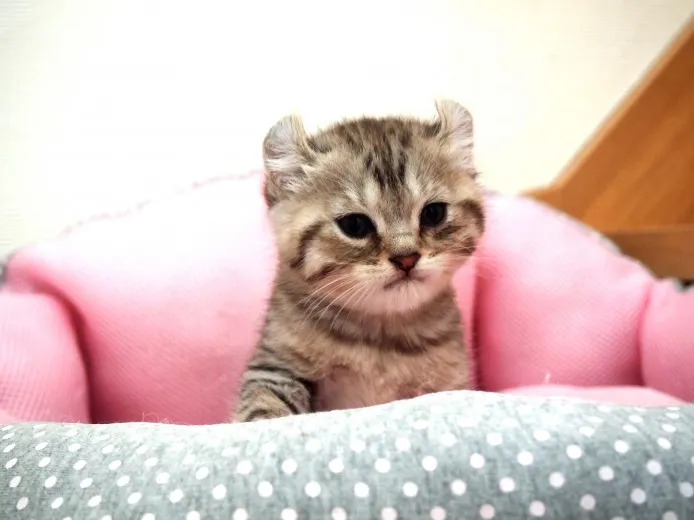 ID:1304-00114の子猫