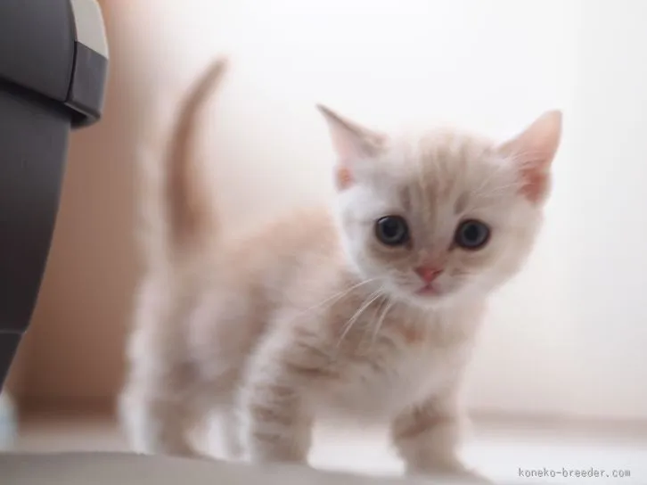 ID：1602-00464の子猫