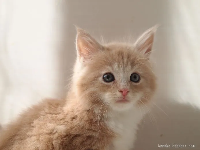 Leomama 様のお迎えした子猫
