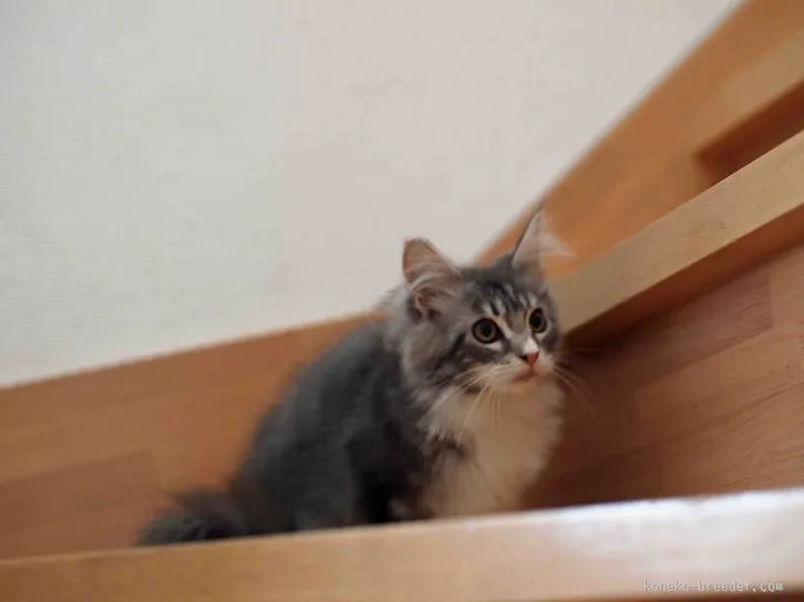ID:1512-00063の子猫