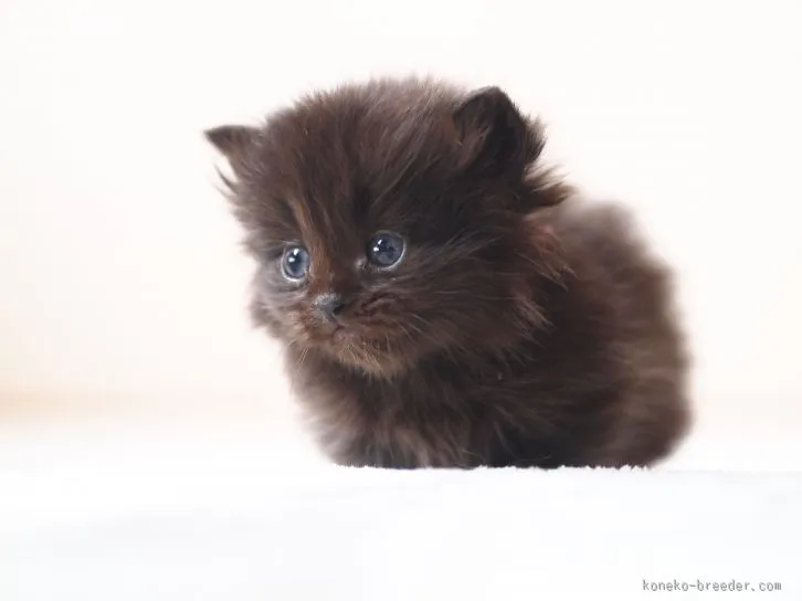 にゃんママ 様のお迎えした子猫