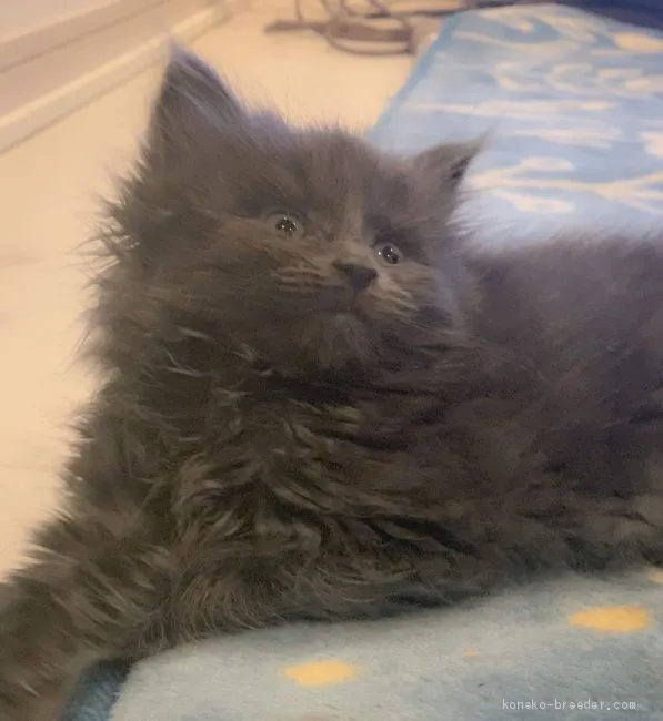 ID：2004-00338の子猫