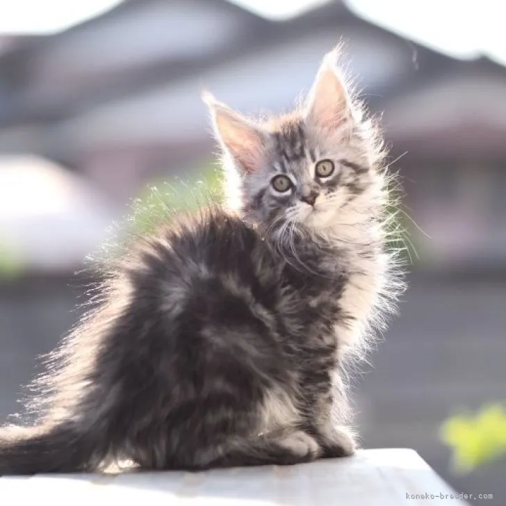 ID：2303-01784の子猫